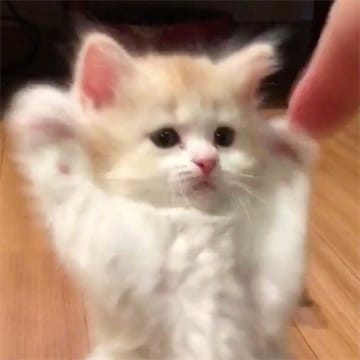 Ảnh đại diện thành viên Anil